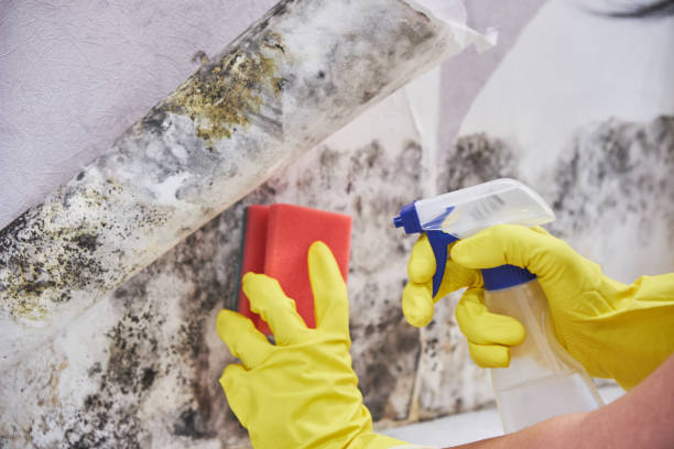 Reliable Granite Hills, CA Mold Removal Solutions